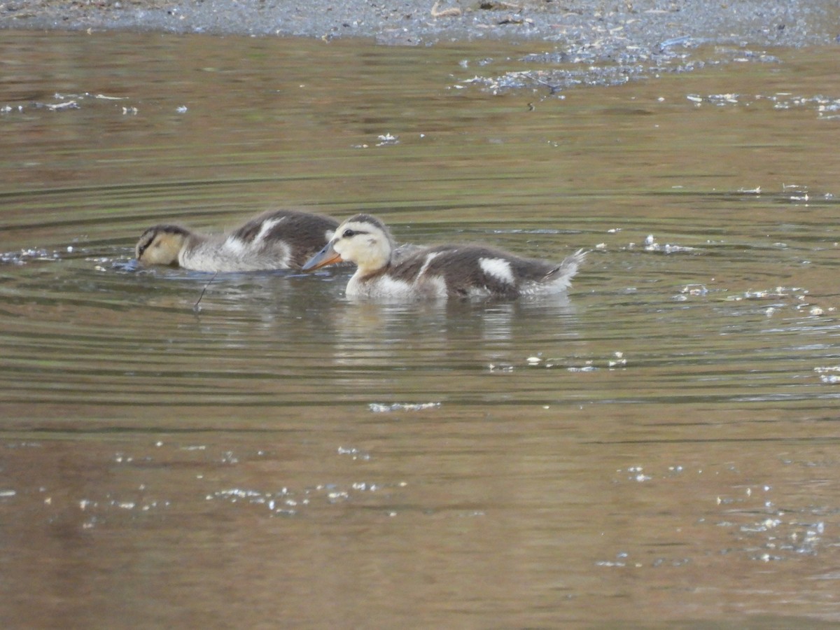 Ruddy Duck - ML620523196