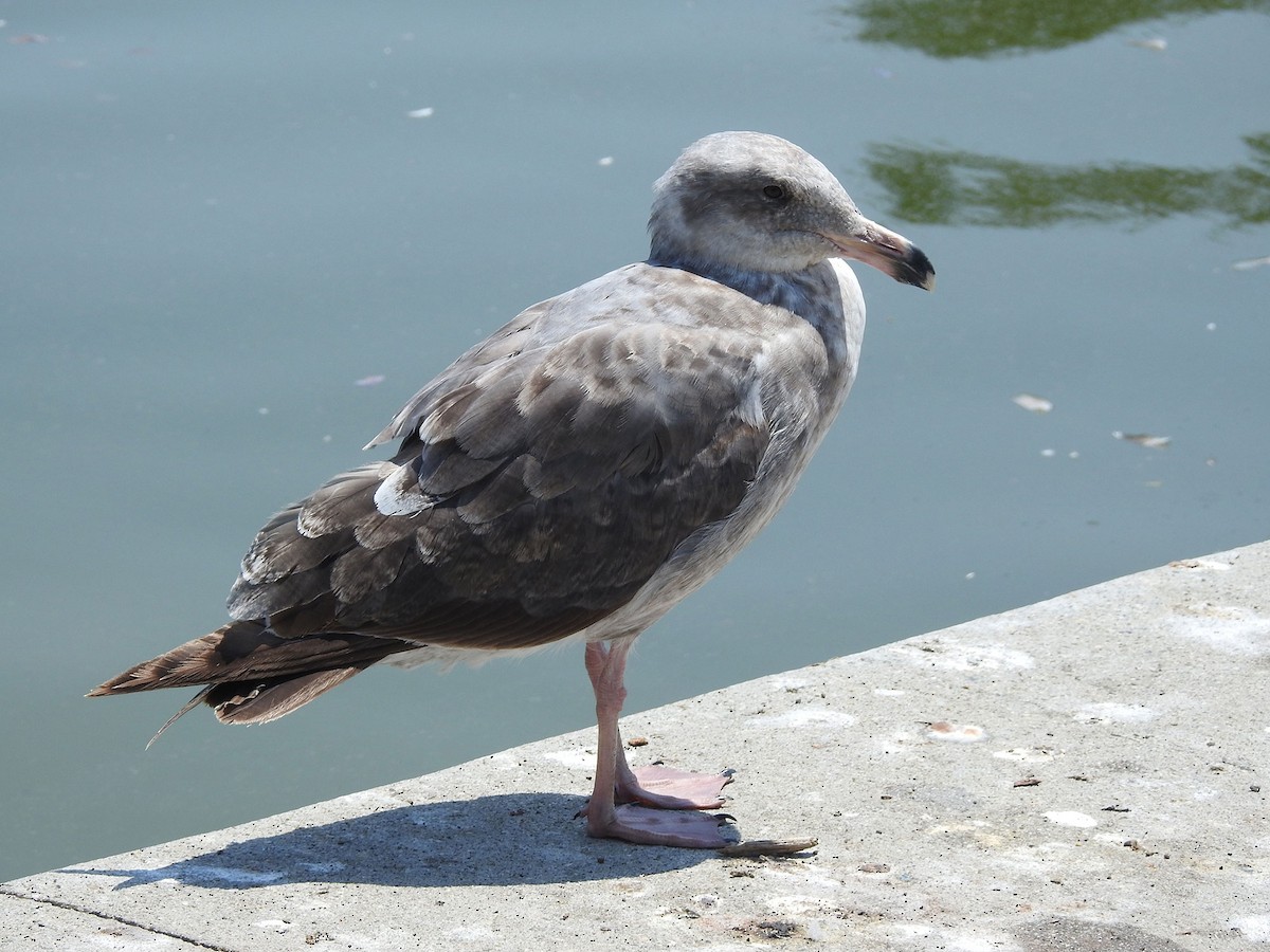 Goéland d'Audubon - ML620523200