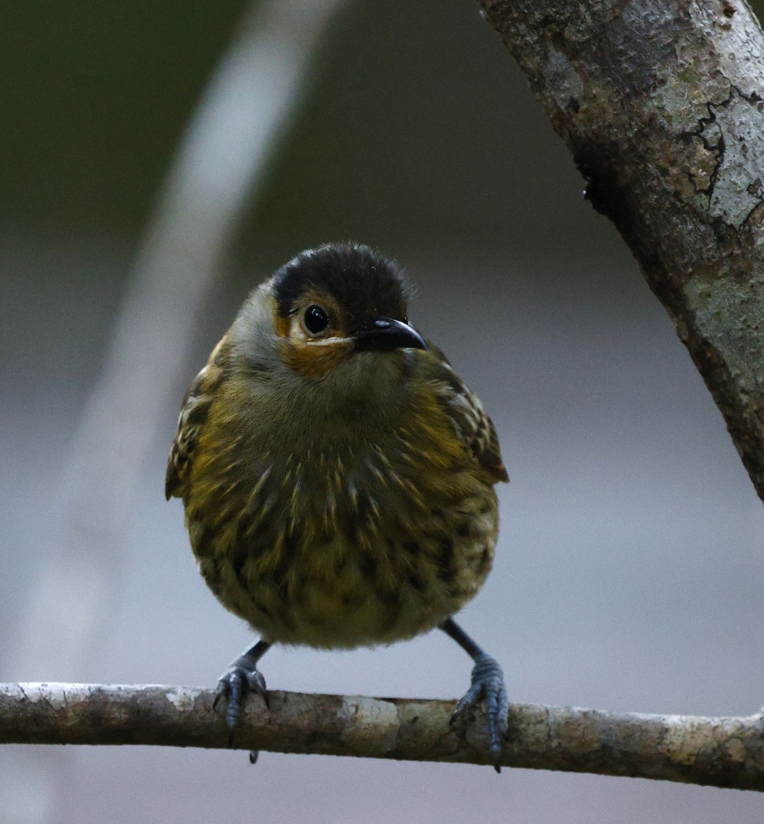 Macleay's Honeyeater - ML620523202