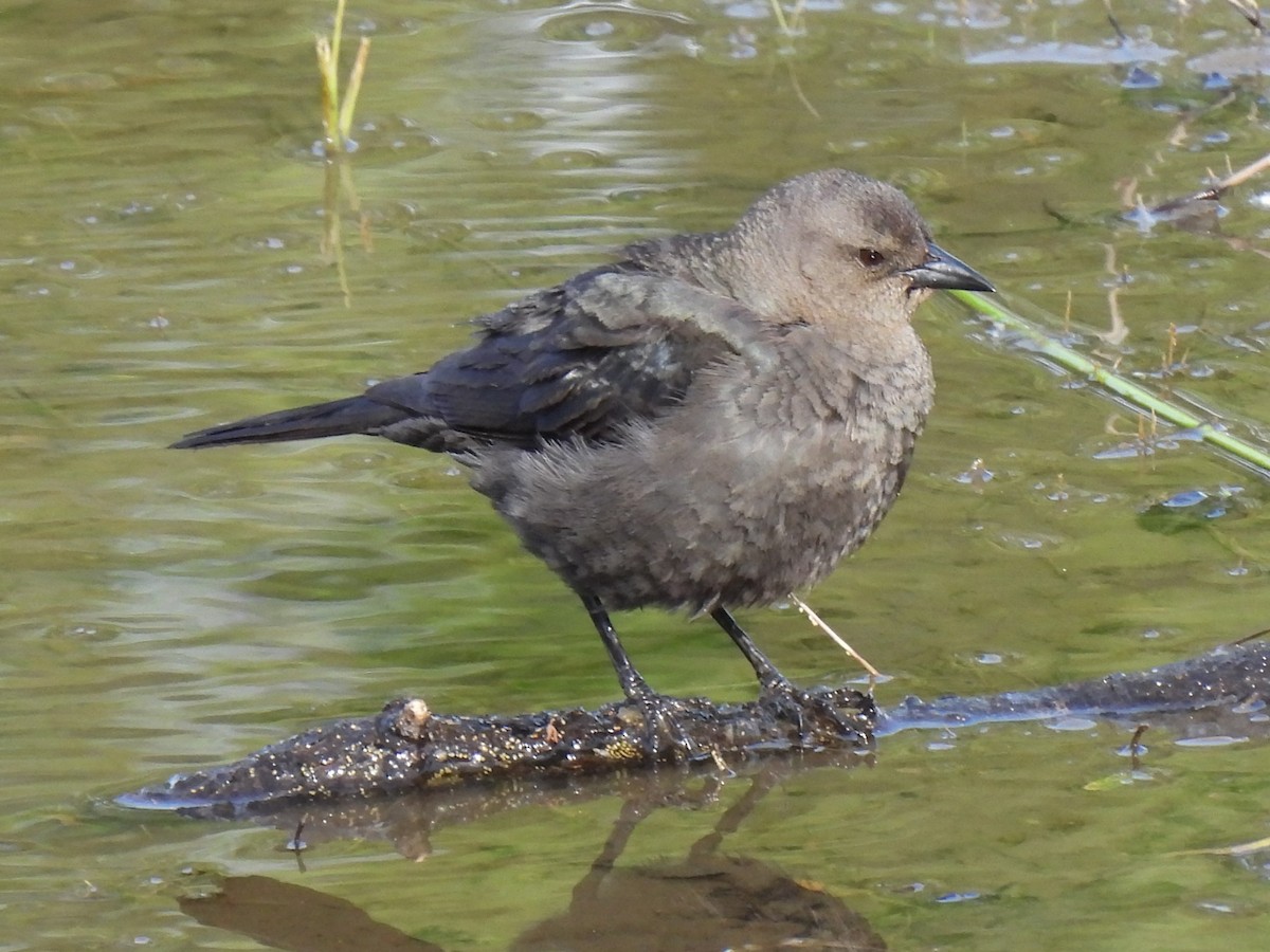 Brewer's Blackbird - ML620523206