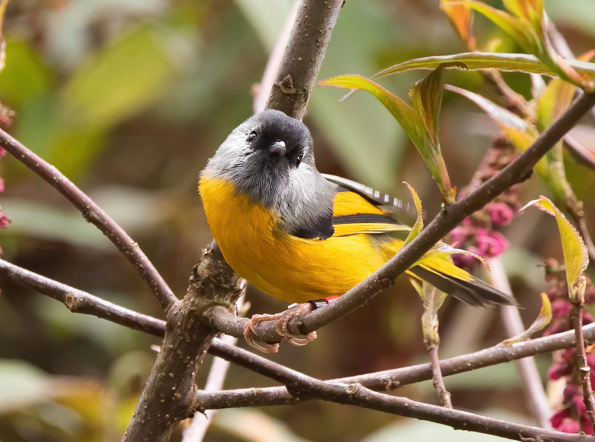 Golden-breasted Fulvetta - Sathyan Meppayur