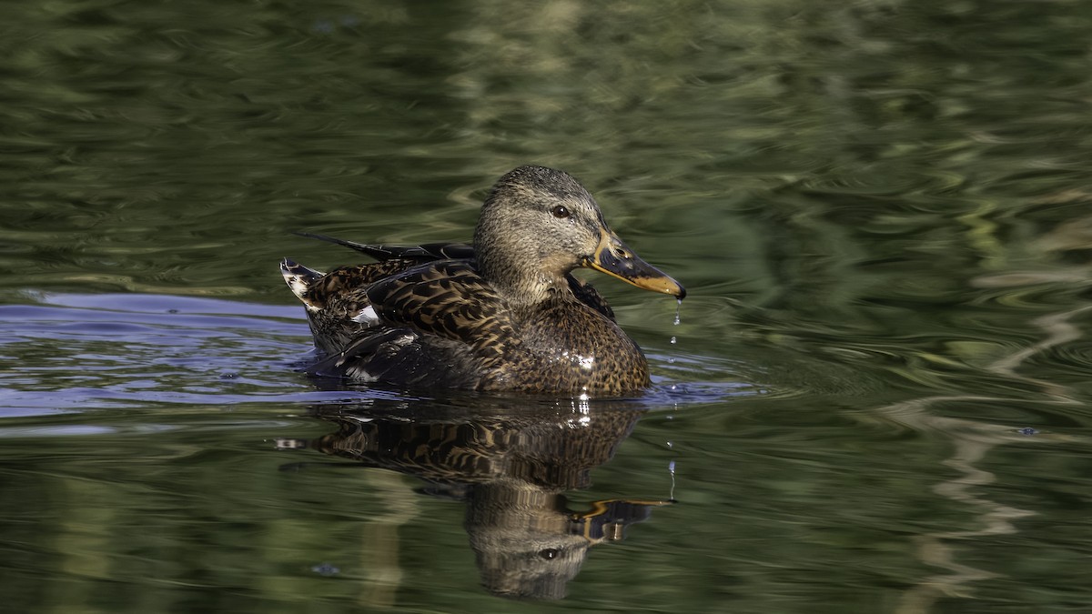 Mallard - ML620523215