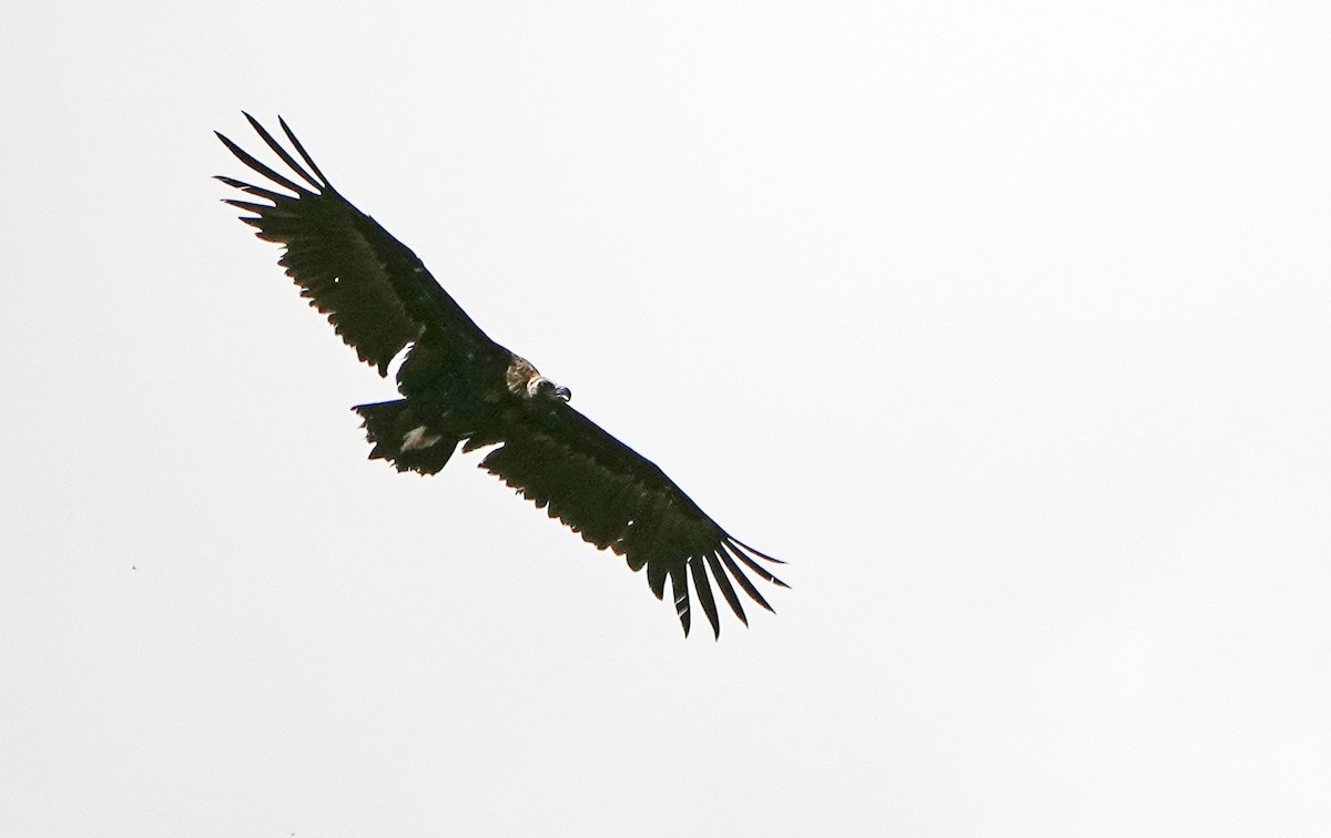 Cinereous Vulture - ML620523217