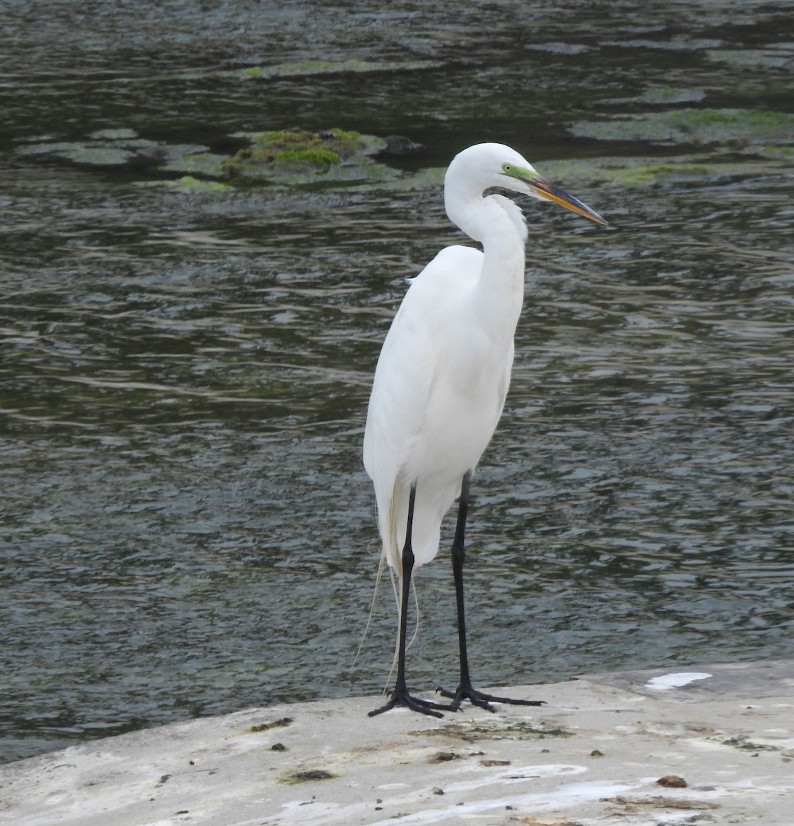 Great Egret - ML620523220