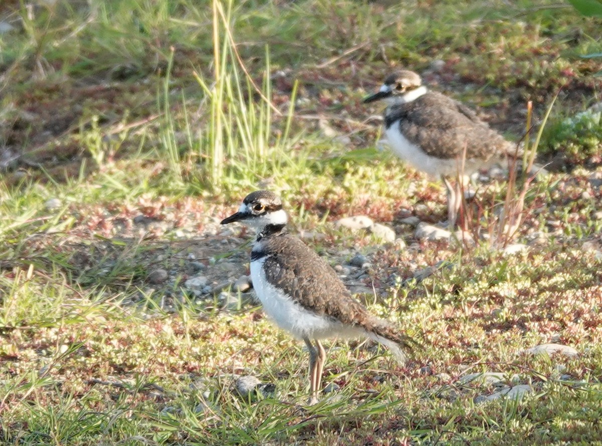 Killdeer - ML620523224