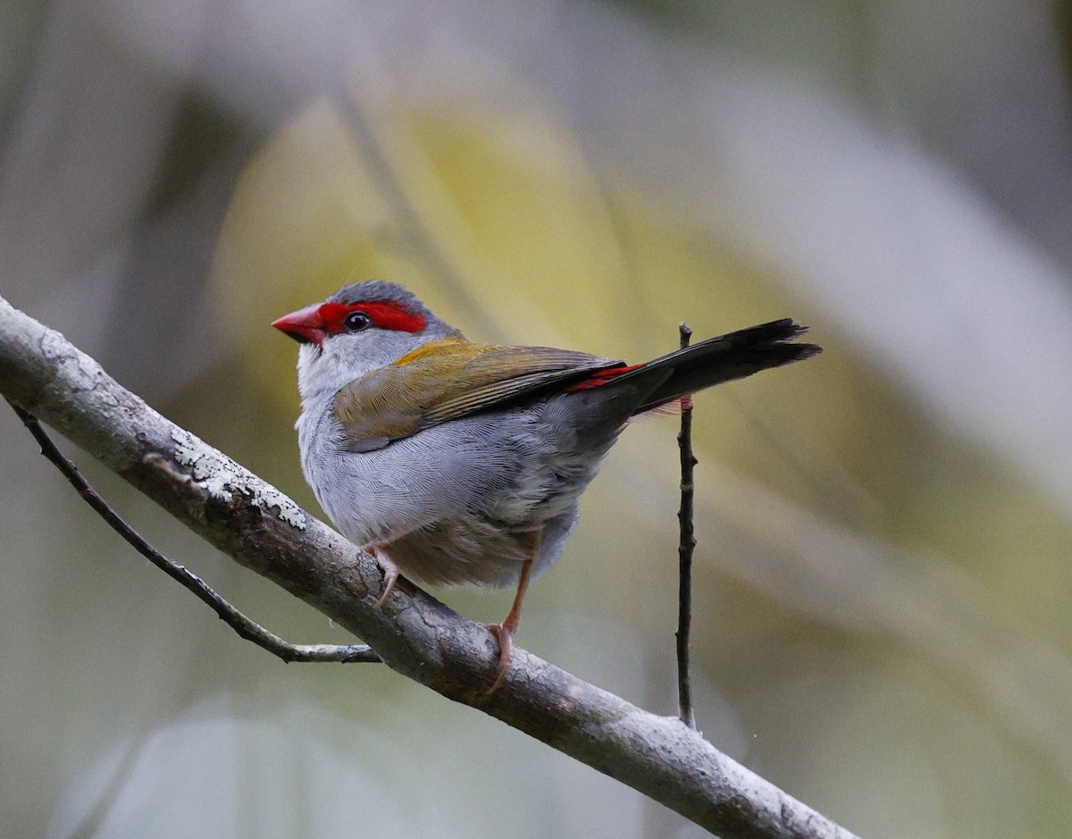 Red-browed Firetail - ML620523226
