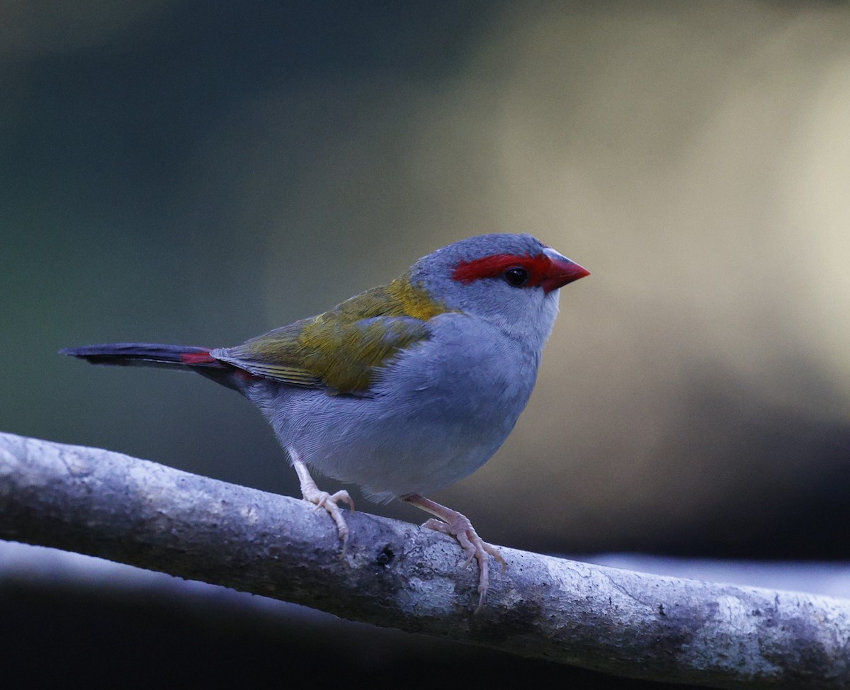 Red-browed Firetail - ML620523227