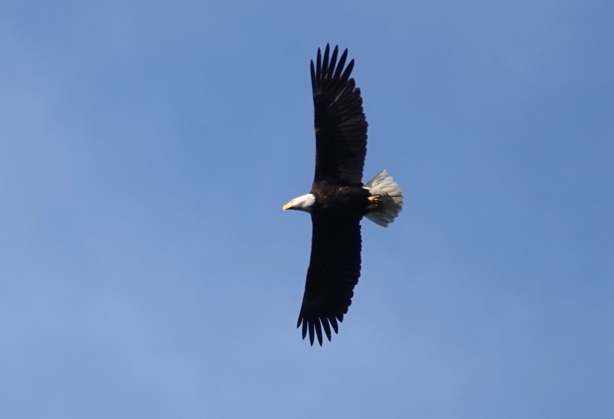 Bald Eagle - ML620523230