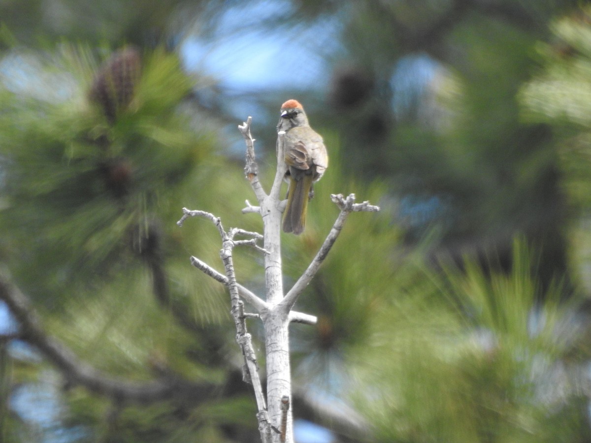 Green-tailed Towhee - ML620523236