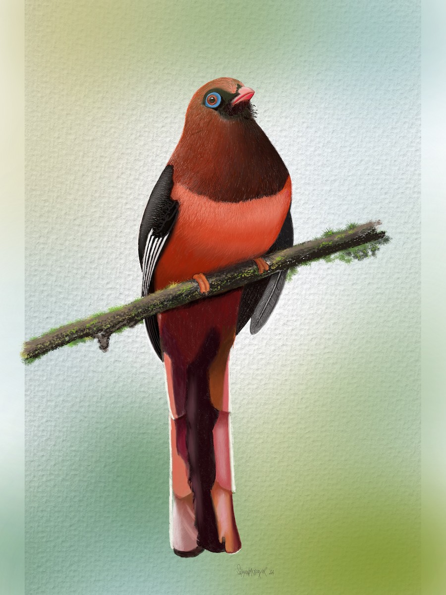 Ward's Trogon - ML620523239