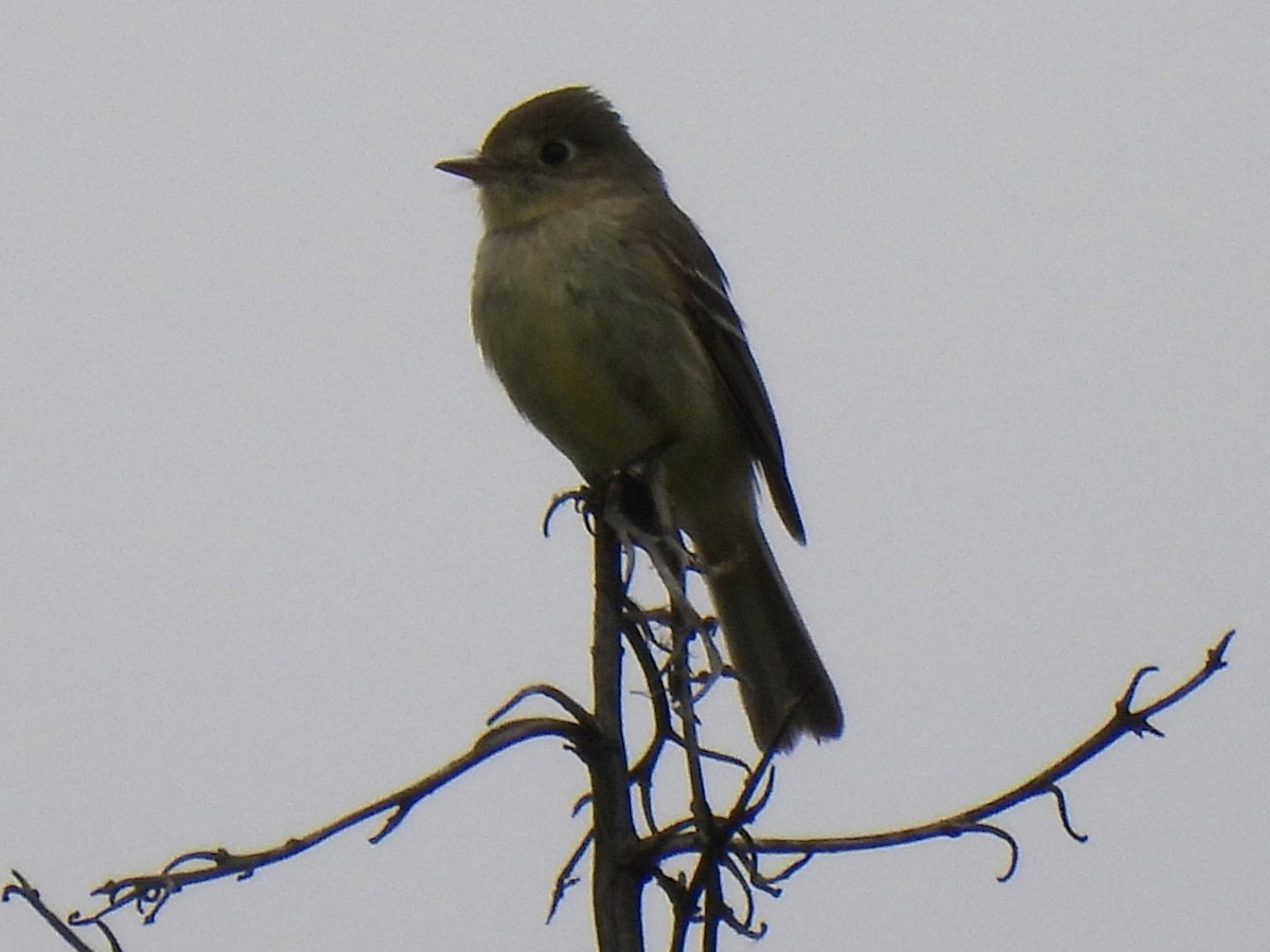 Western Flycatcher - ML620523243