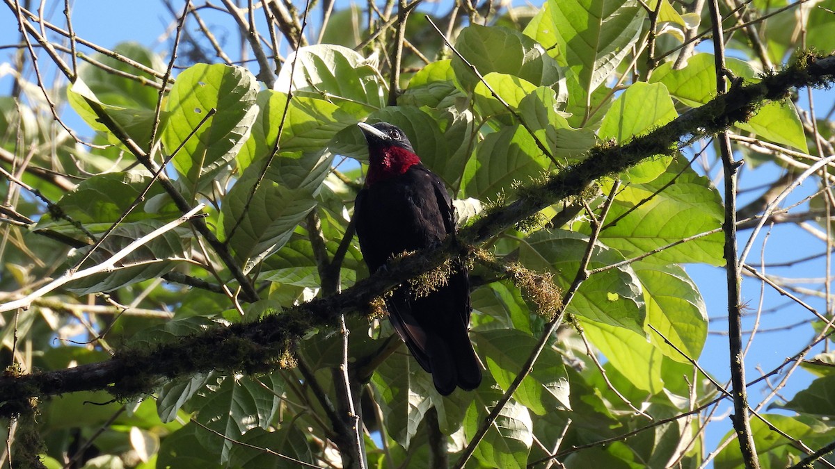 Purple-throated Fruitcrow - ML620523245