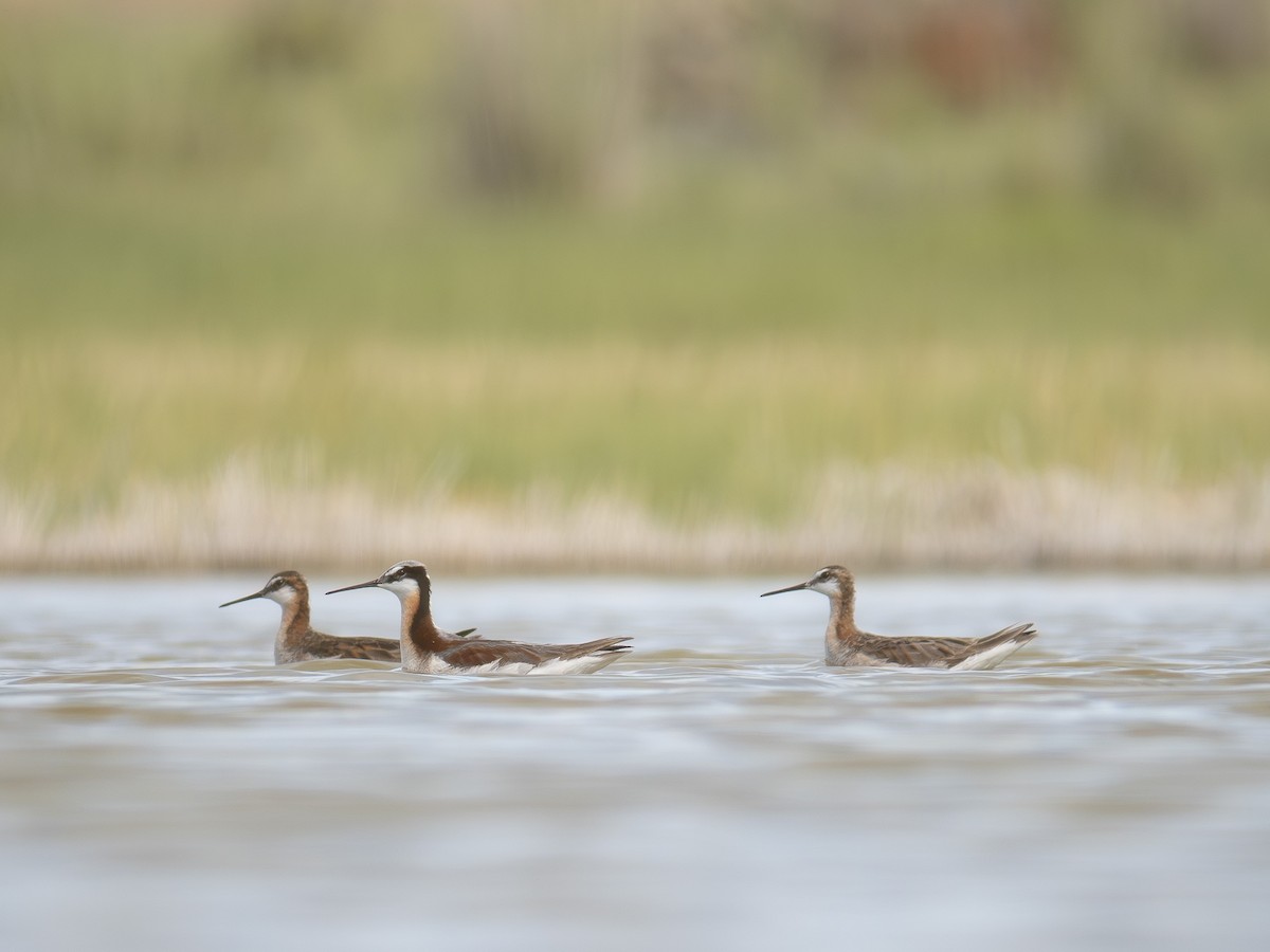 Wilson's Phalarope - ML620523246