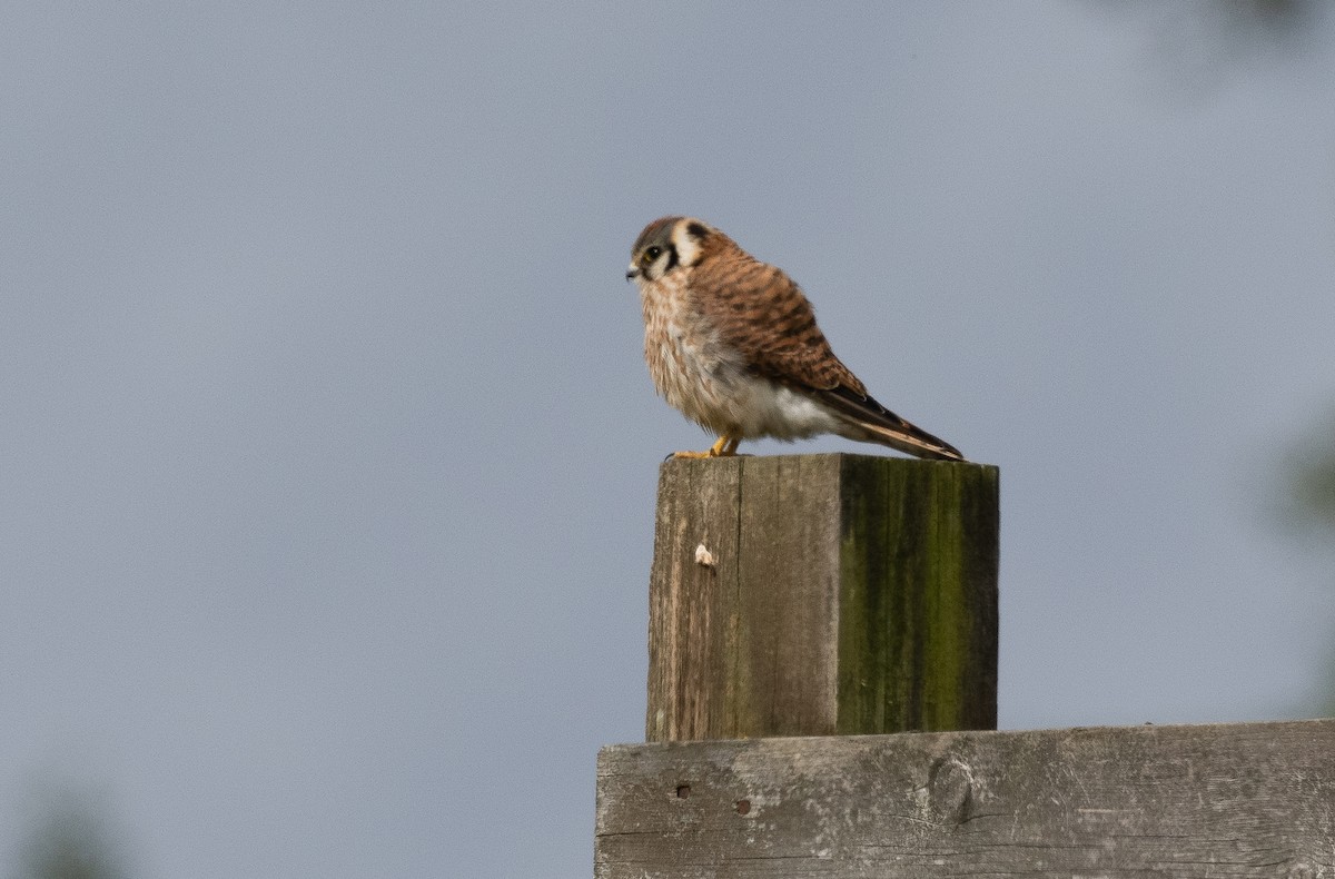 American Kestrel - ML620523249