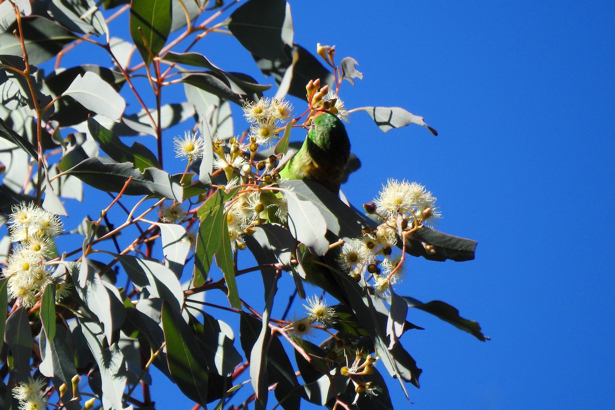 Little Lorikeet - ML620523251