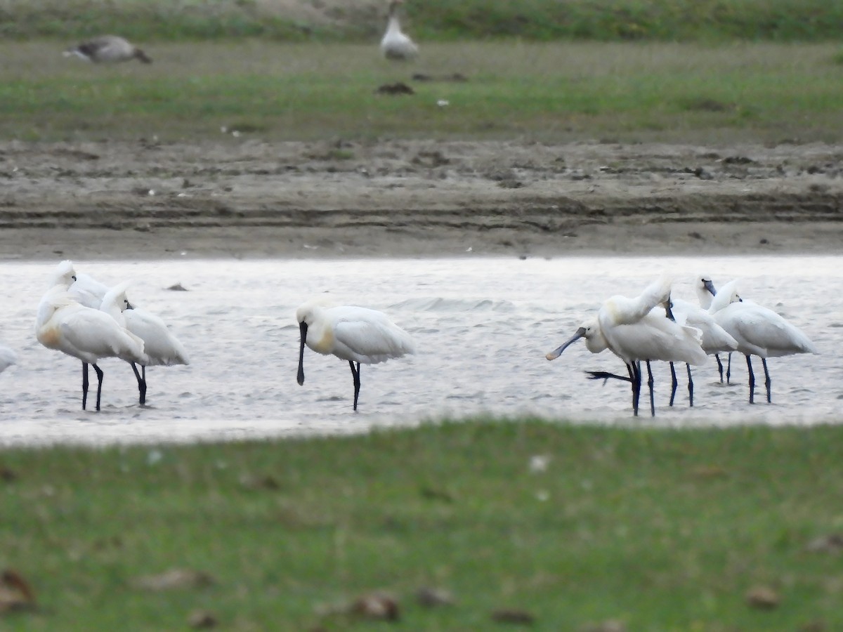 Eurasian Spoonbill - ML620523253