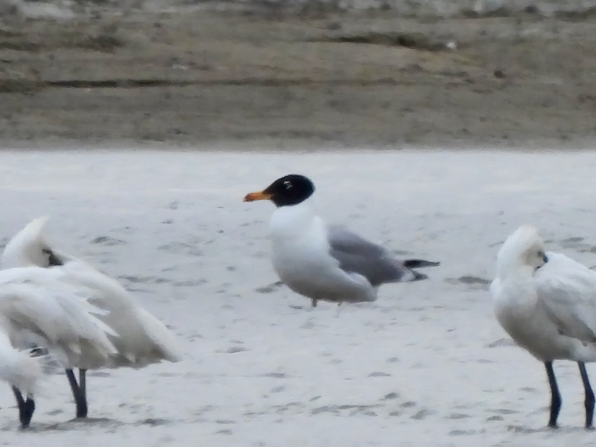 Pallas's Gull - ML620523261