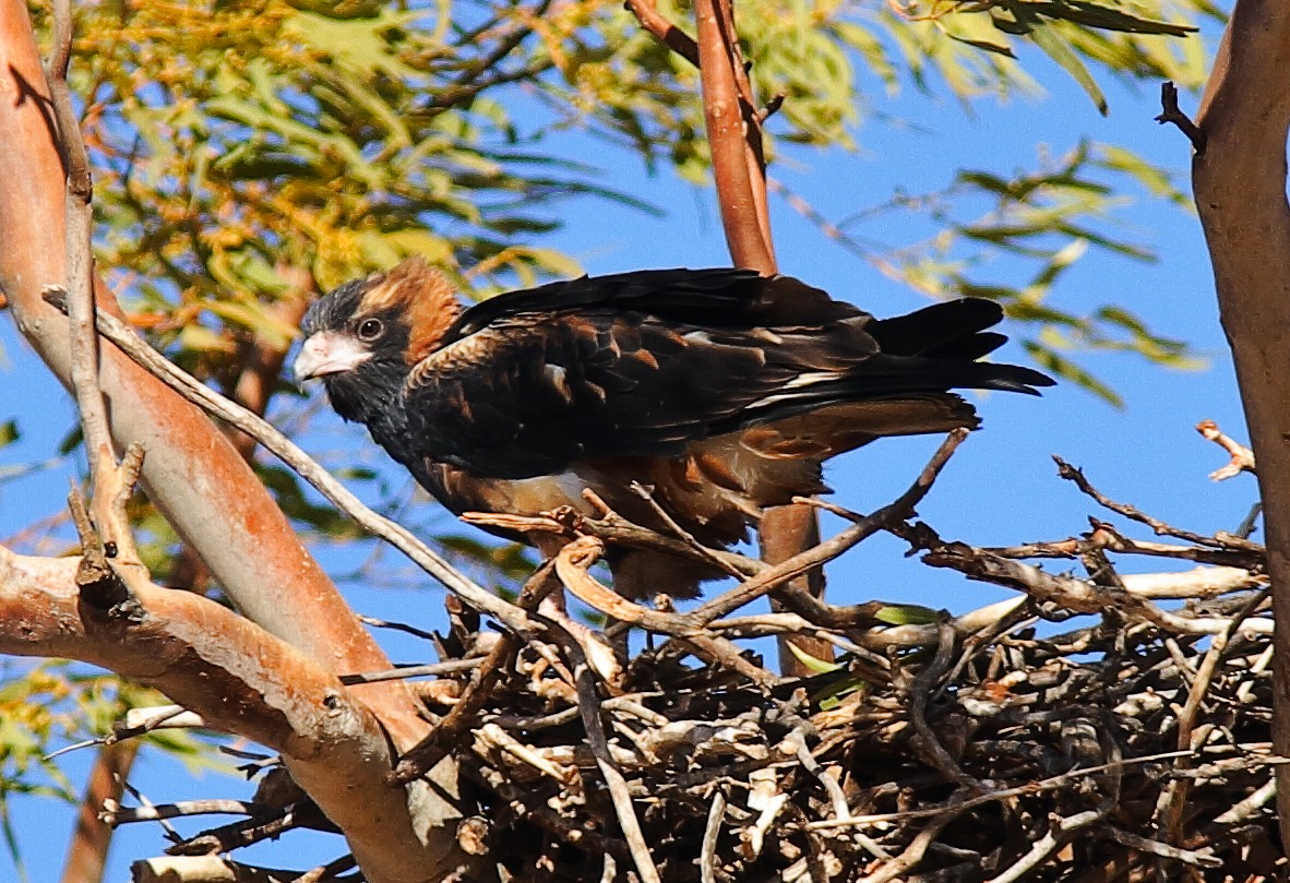 Black-breasted Kite - ML620523264