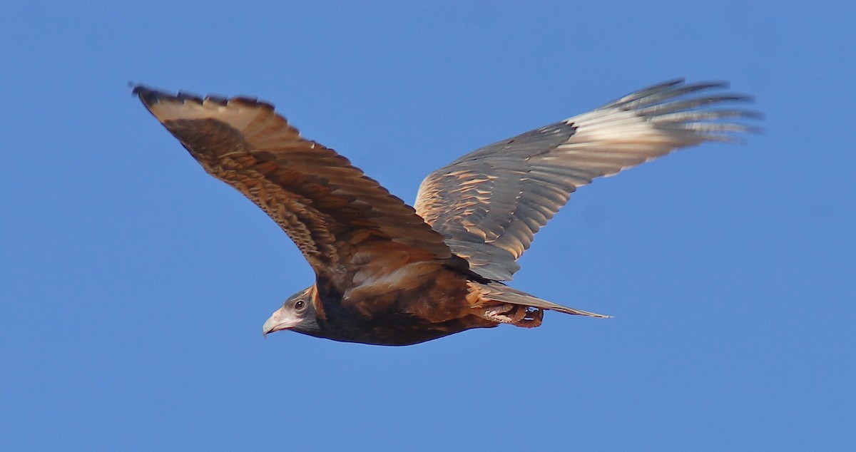 Black-breasted Kite - ML620523265