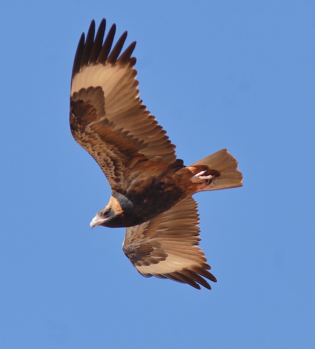 Black-breasted Kite - ML620523266