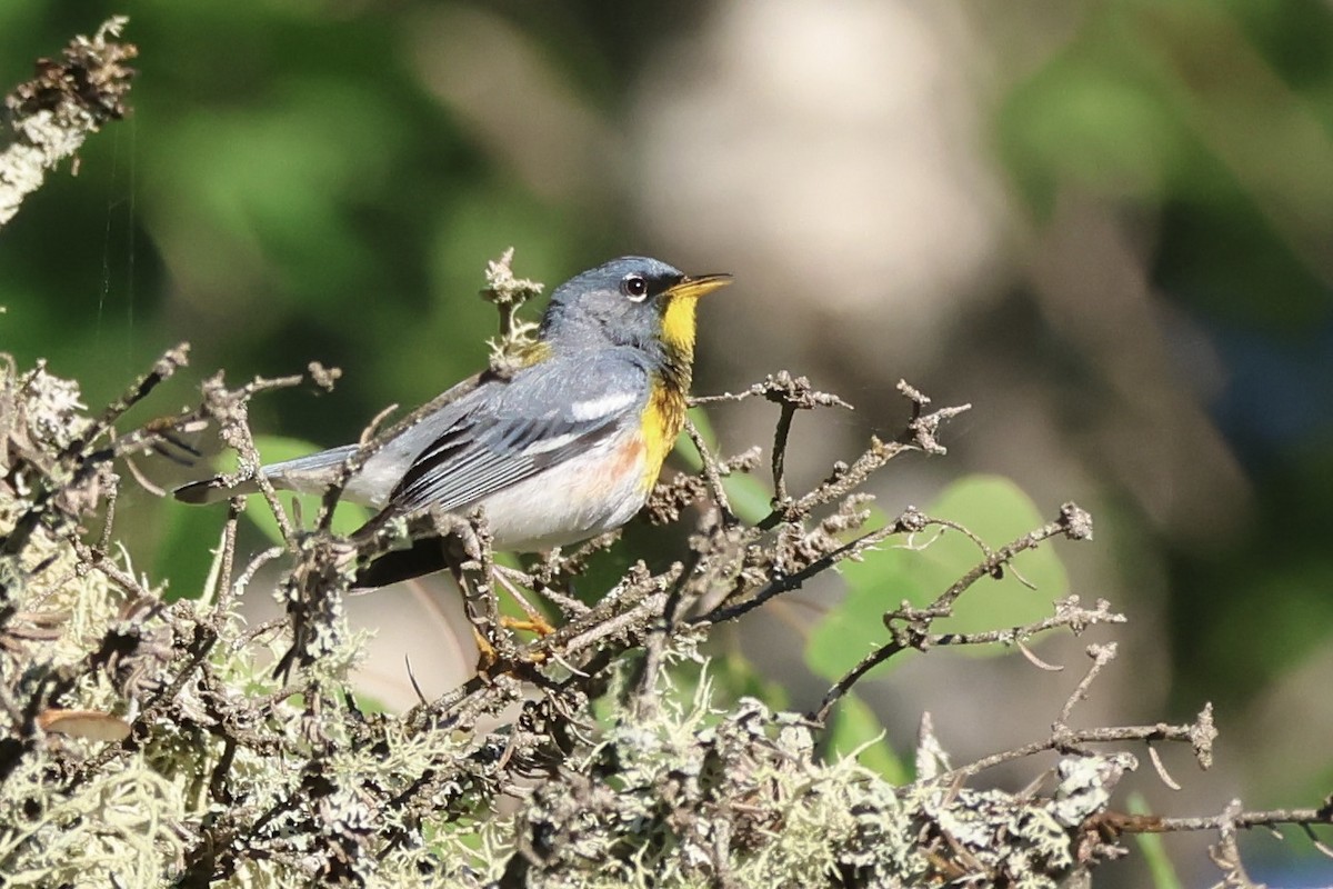 Northern Parula - ML620523267