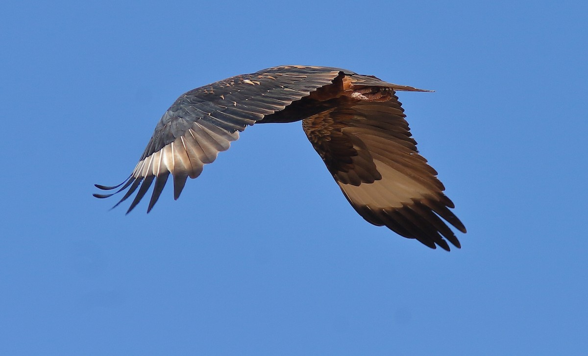 Black-breasted Kite - ML620523268