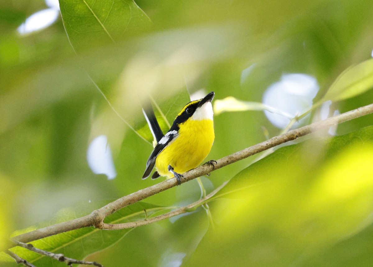 Yellow-breasted Boatbill - ML620523274