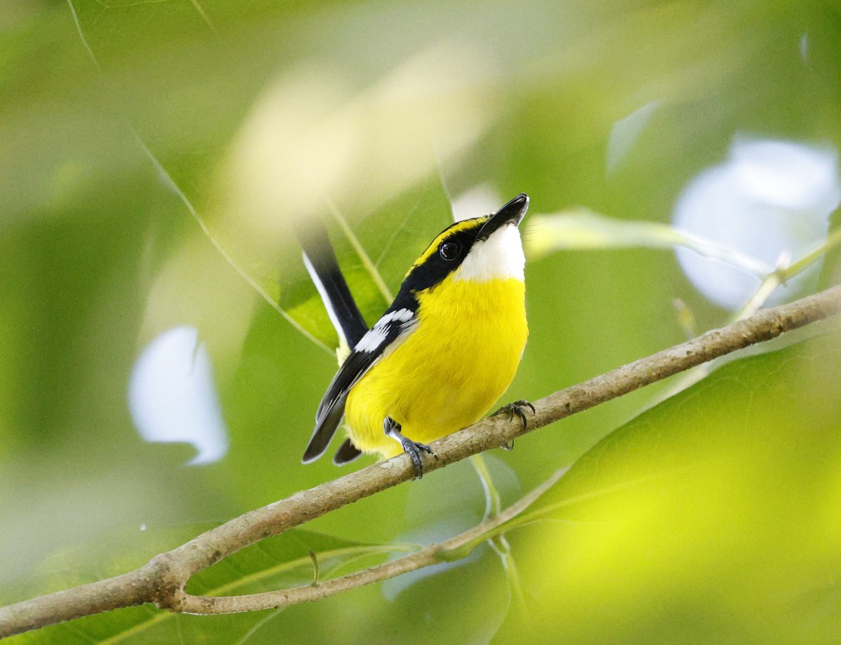 Yellow-breasted Boatbill - ML620523276