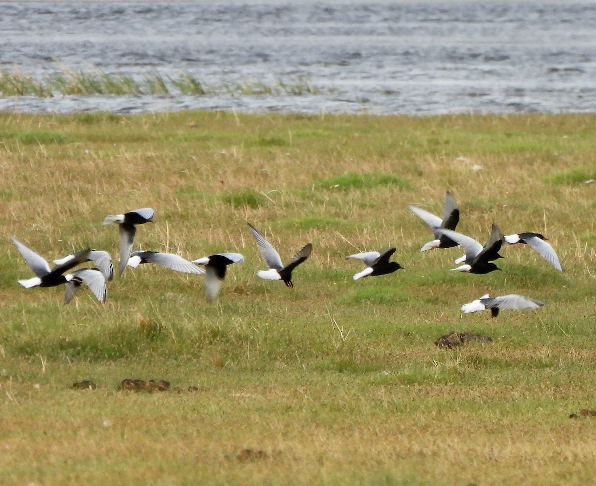 White-winged Tern - ML620523278