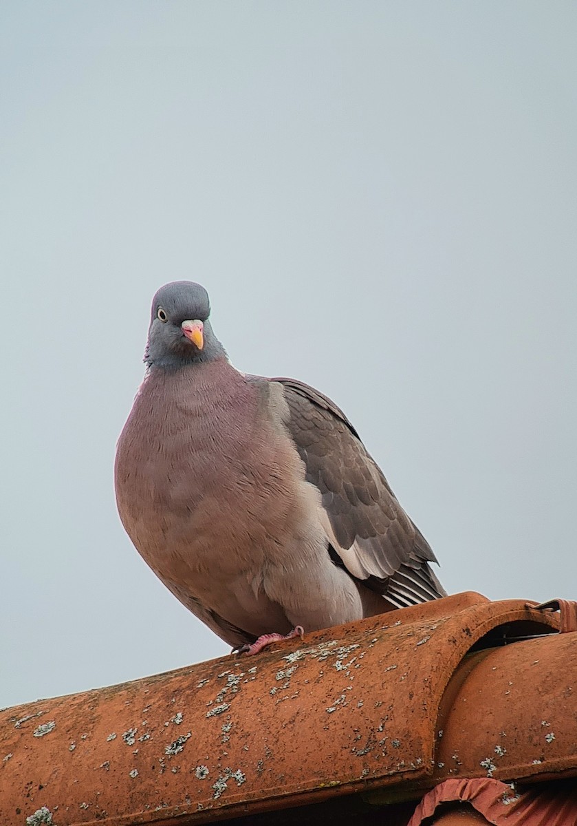 Common Wood-Pigeon - ML620523283