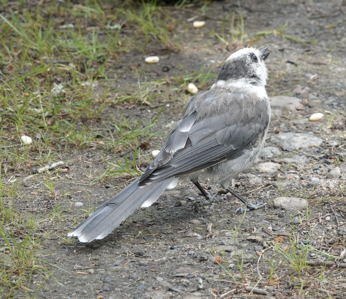 Canada Jay - ML620523289