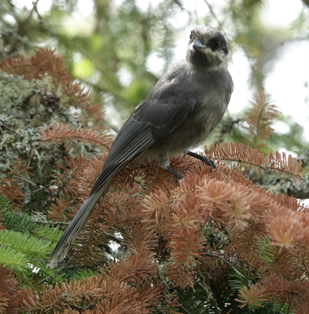 Canada Jay - ML620523290