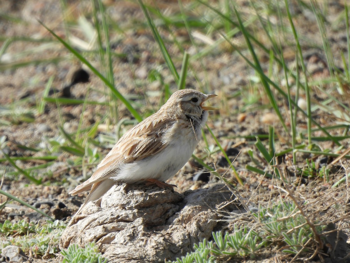 Asian Short-toed Lark - ML620523292