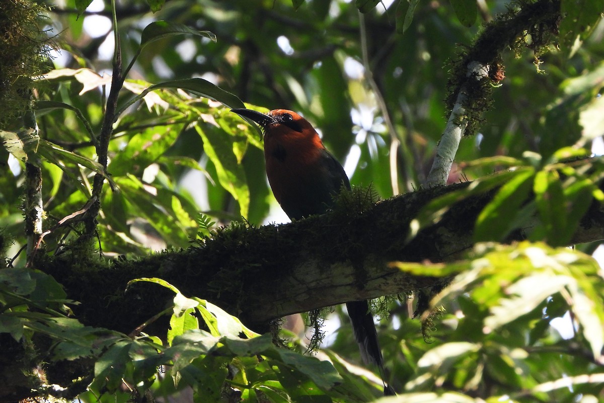 Broad-billed Motmot - ML620523298