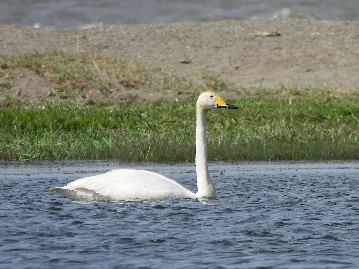 Whooper Swan - ML620523300