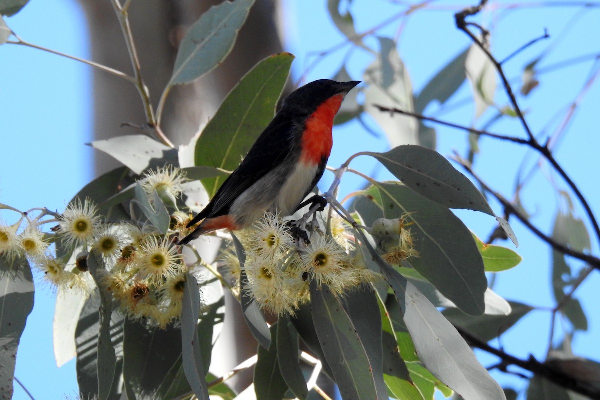 Mistletoebird - ML620523307