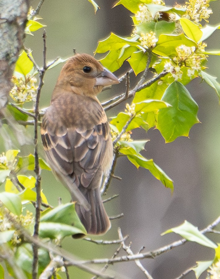 Blue Grosbeak - ML620523310