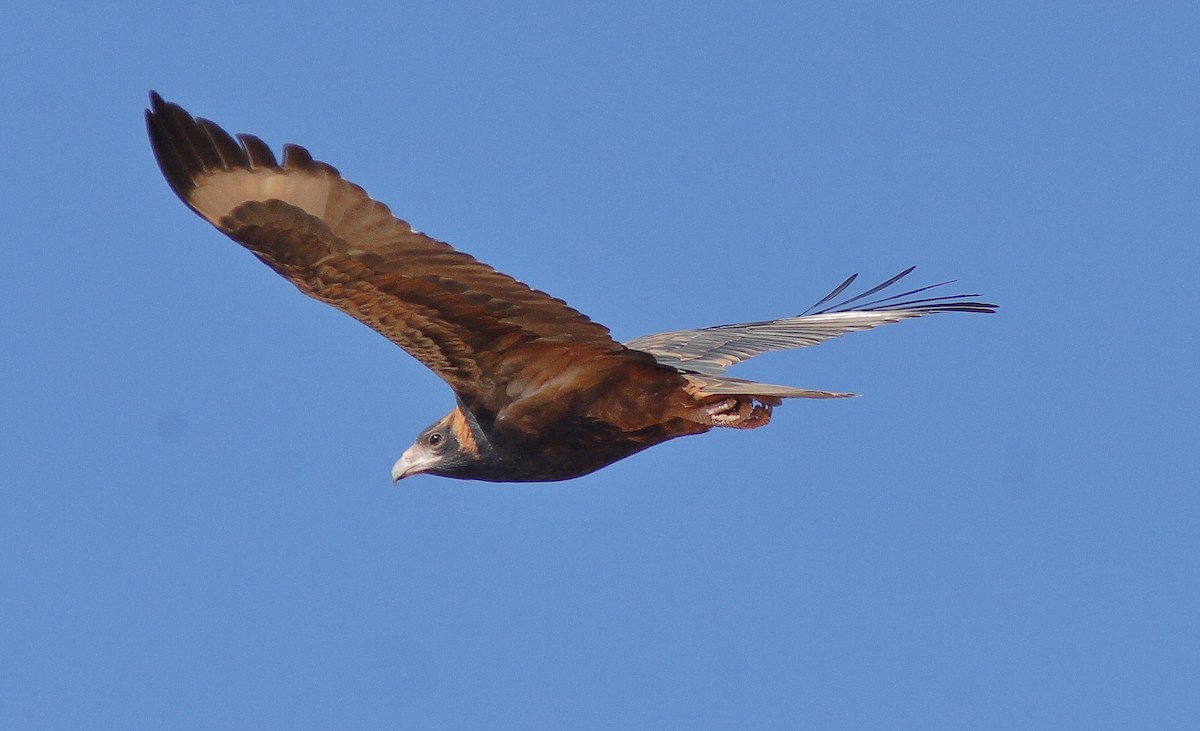 Spinifex Pigeon - ML620523315