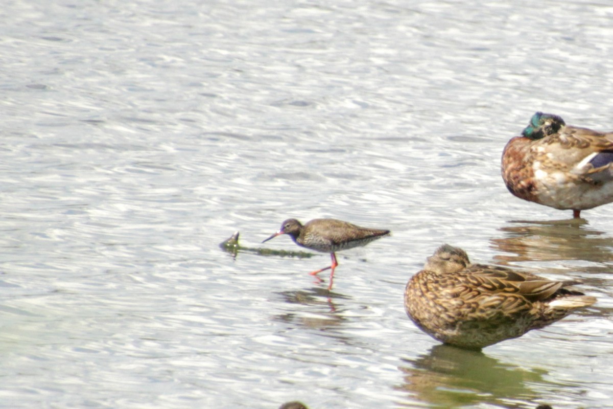 Common Redshank - ML620523324