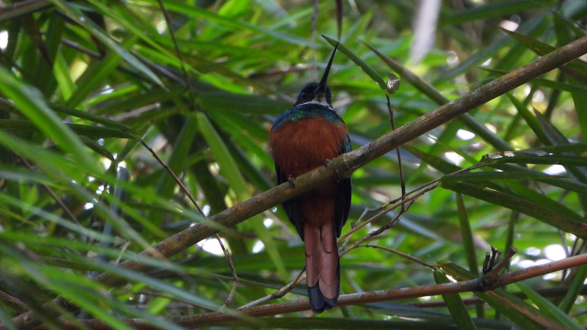 Rufous-tailed Jacamar - Bruno Caula