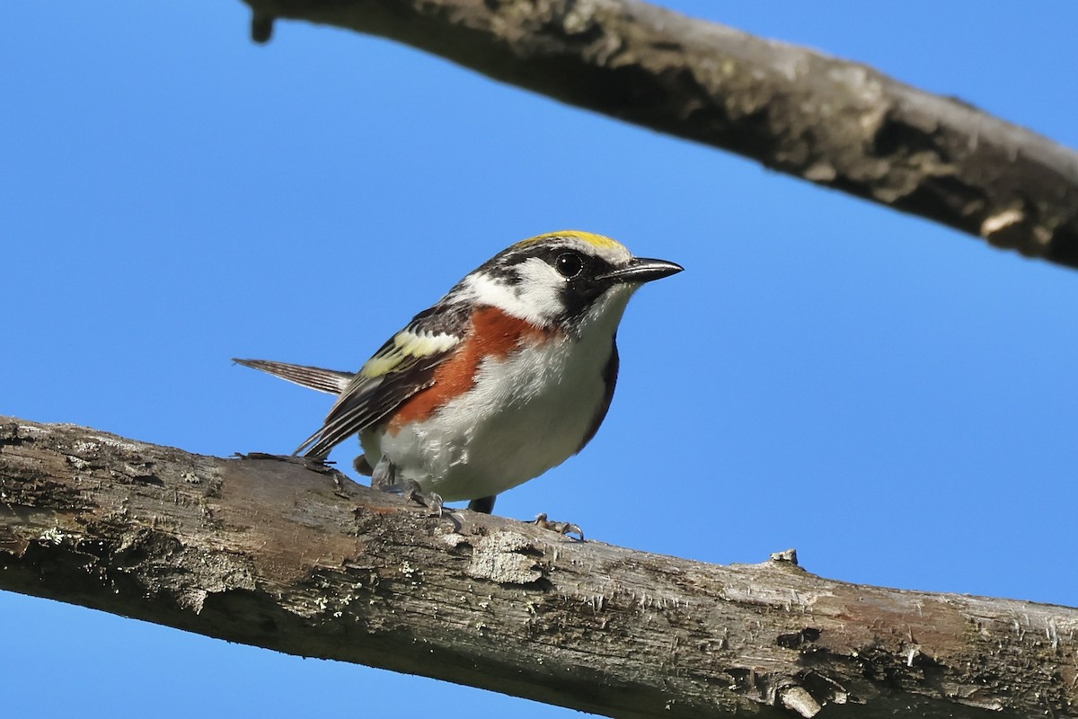 Chestnut-sided Warbler - Gil Ewing