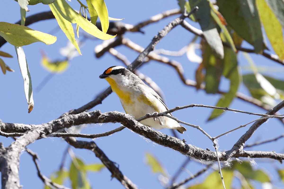 Striated Pardalote - ML620523332