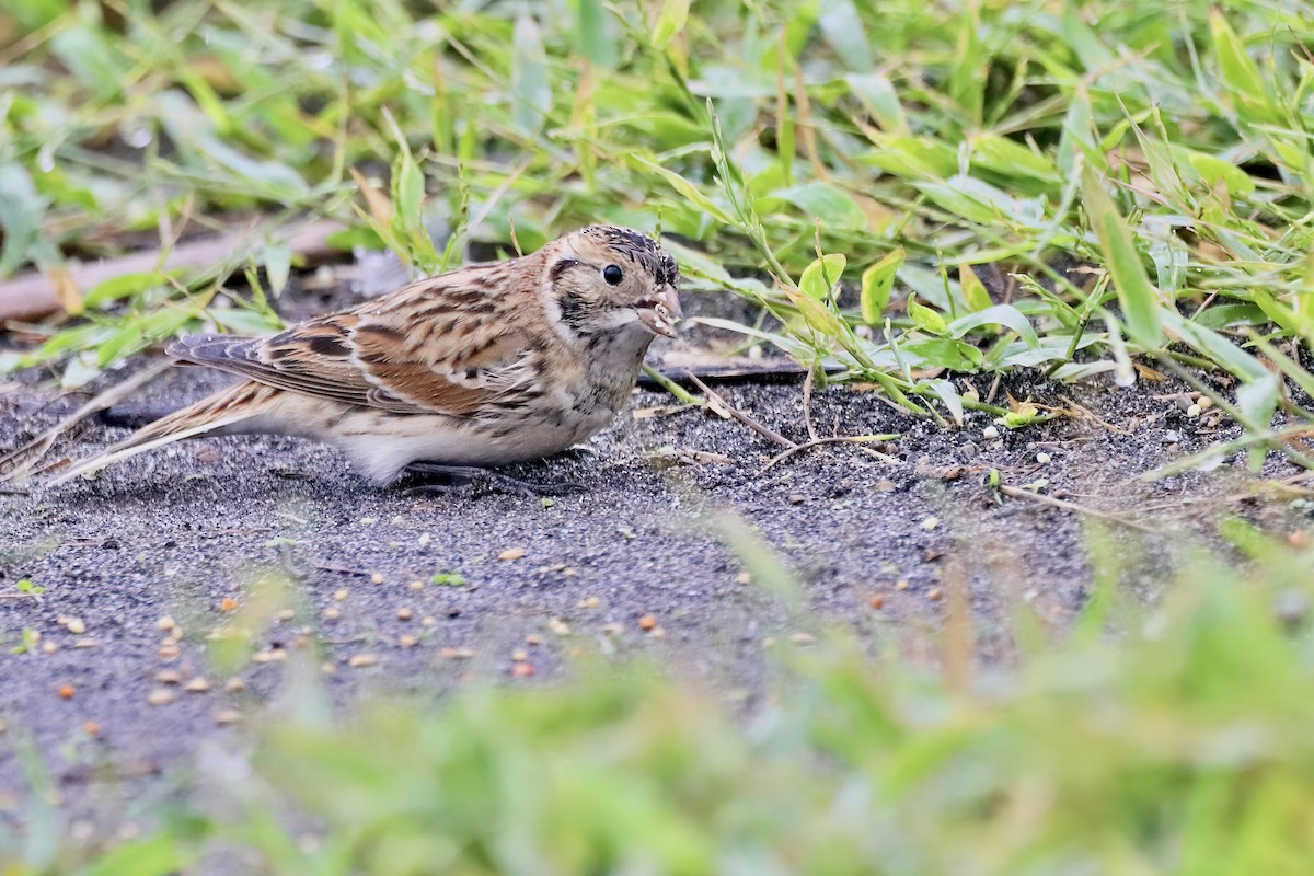 Lapland Longspur - ML620523337