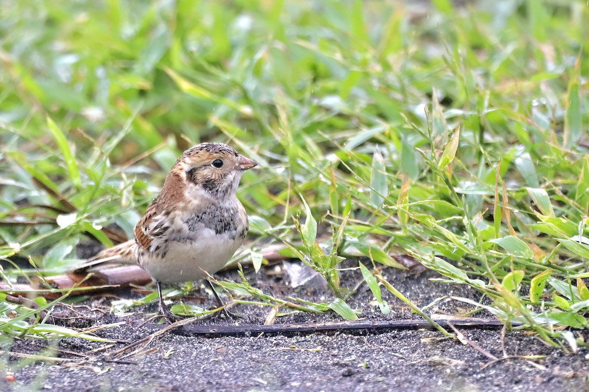 Lapland Longspur - ML620523338