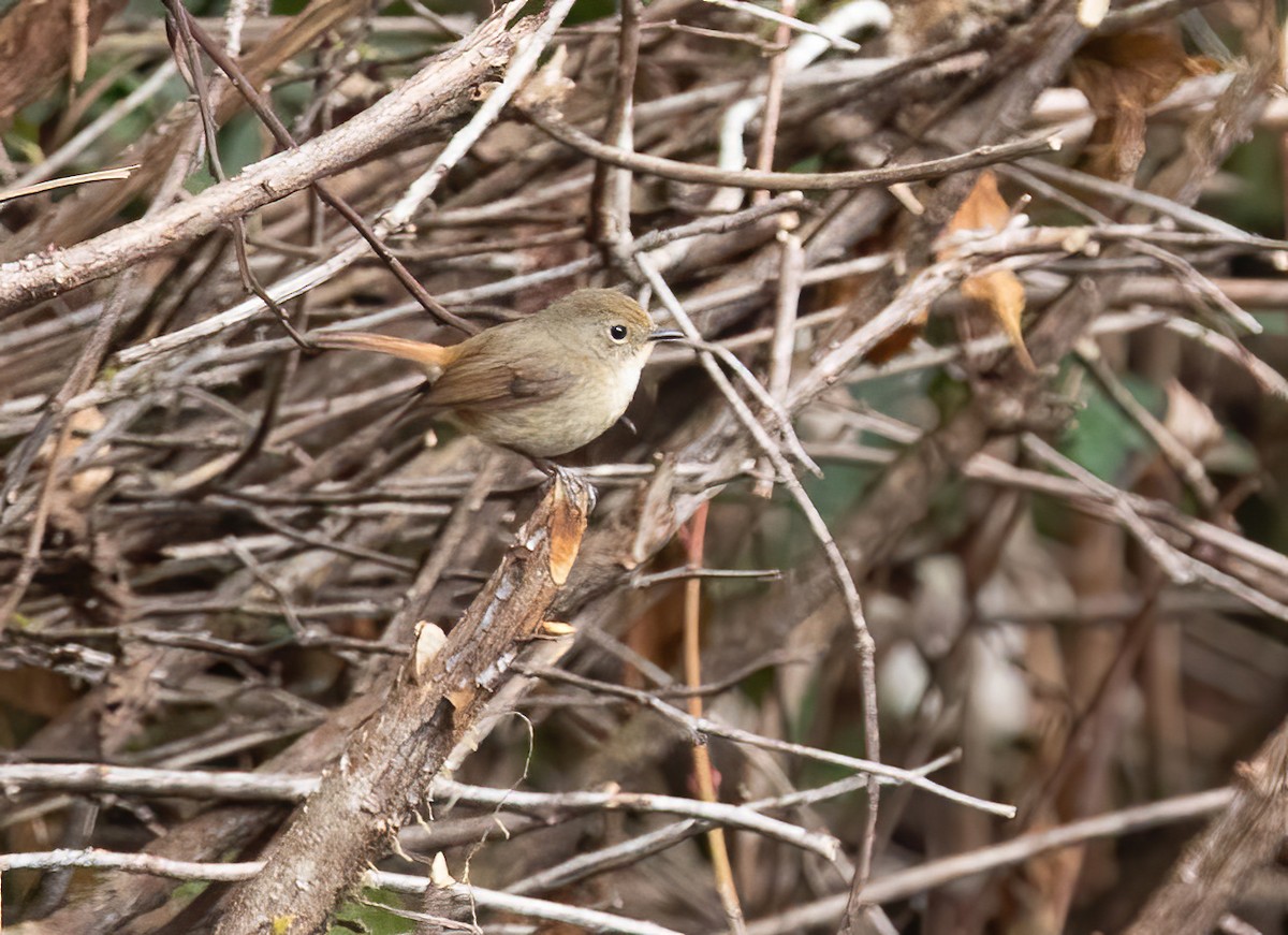 Papamoscas Tricolor - ML620523342