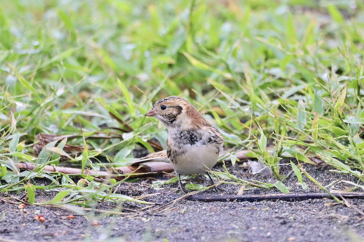 Lapland Longspur - ML620523343