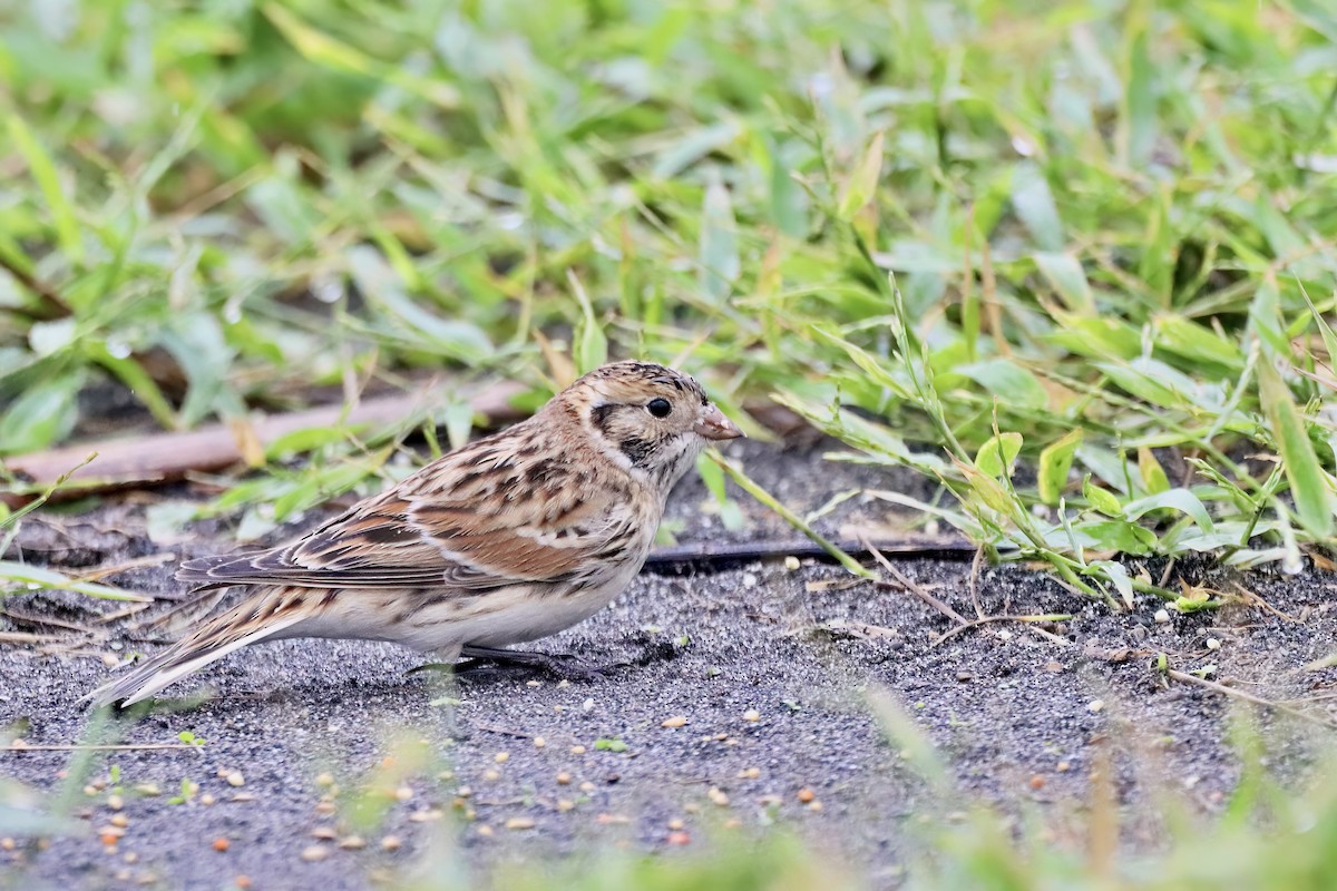 Lapland Longspur - ML620523344