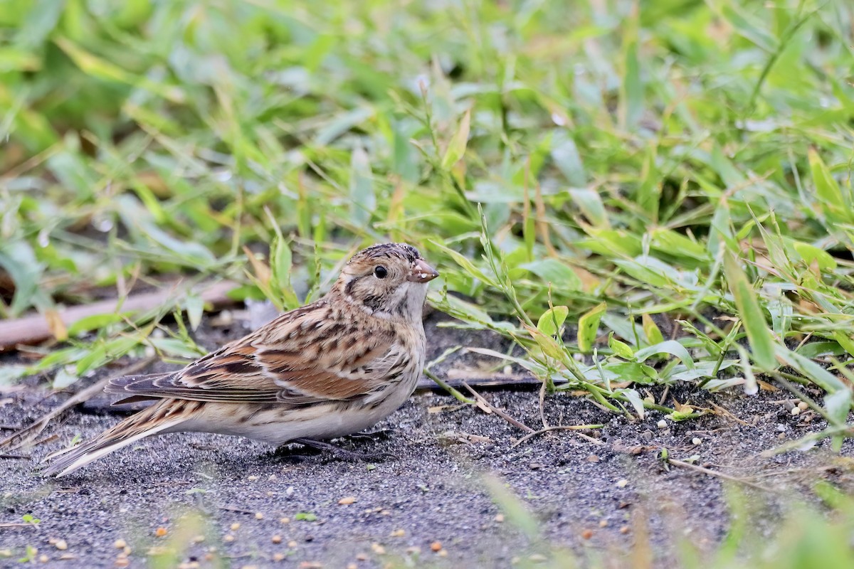 Lapland Longspur - ML620523345