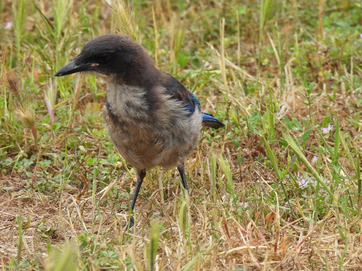 Island Scrub-Jay - ML620523353