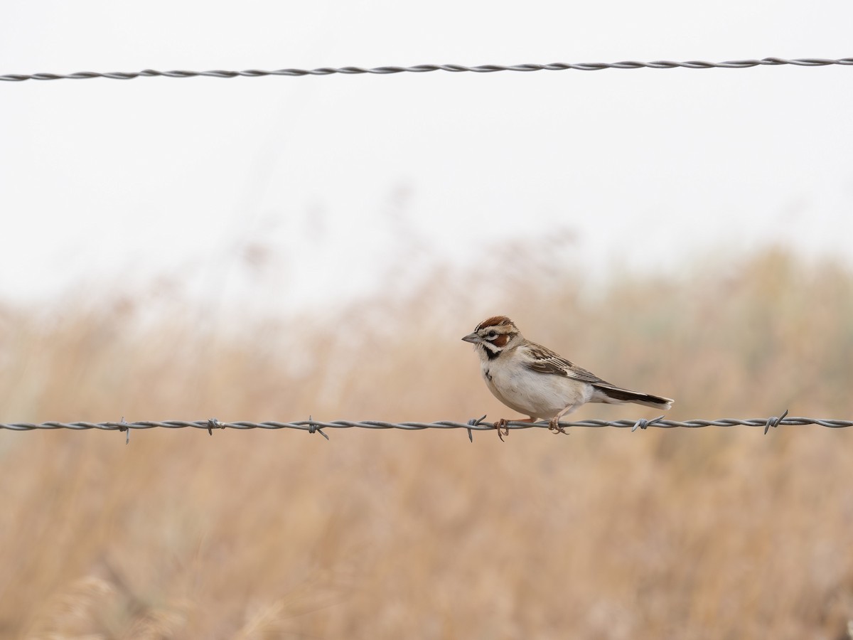 Lark Sparrow - ML620523360